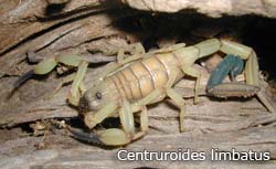 Centruroides limbatus male