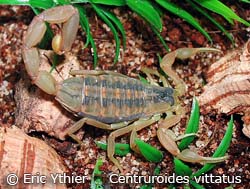 Centruroides vittatus
